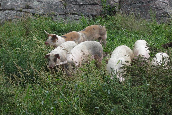 Pigs on pasture